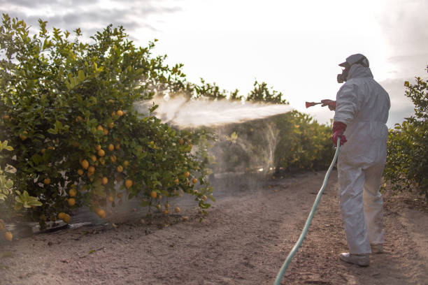 Best Local Pest Control Services  in Bronx, NY