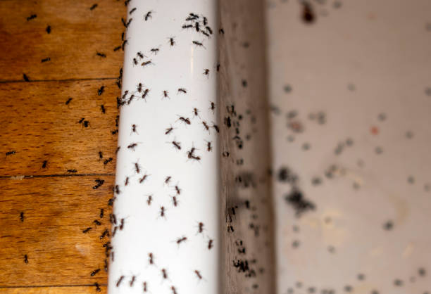 Best Pest Control for Businesses  in Bronx, NY