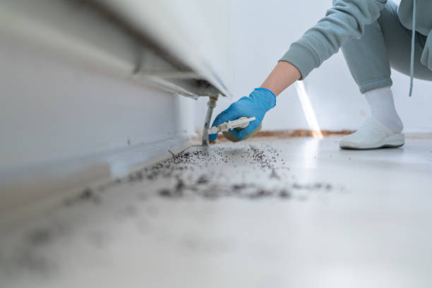 Best Pest Control Near Me in Bronx, NY